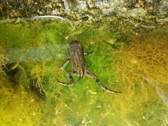 Bufo bufo
