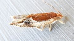 Ancylis definitivana