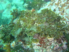 Exallosorus harveyanus