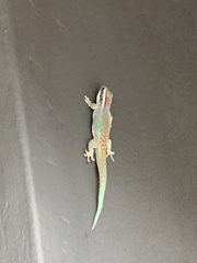 Phelsuma ornata