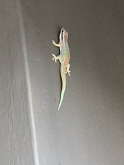 Phelsuma ornata