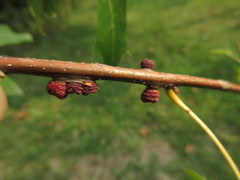 Kokkocynips difficilis