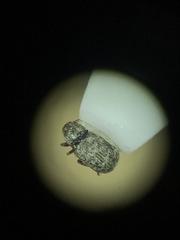 Trigonorhinus