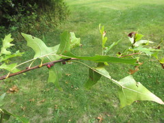 Kokkocynips difficilis