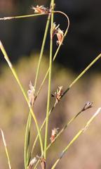 Restio longiaristatus