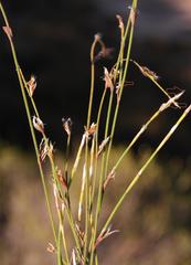 Restio longiaristatus