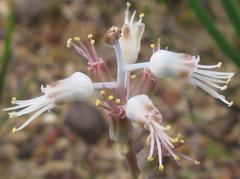 Lachenalia polyphylla