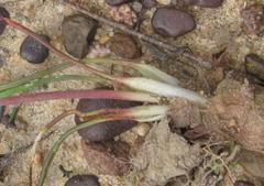 Lachenalia polyphylla