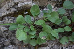 Globularia incanescens