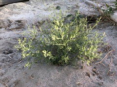 Angiospermae