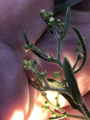 Angiospermae