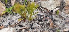 Serruria florida