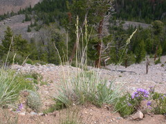 Festuca kingii