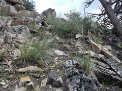 Festuca kingii