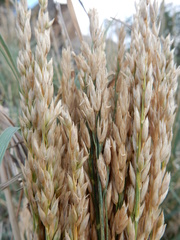 Festuca kingii