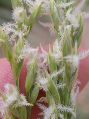 Festuca kingii