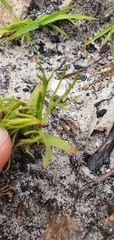 Serruria florida