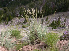 Festuca kingii