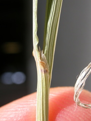 Festuca kingii