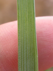 Festuca kingii