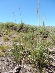 Festuca kingii