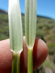 Festuca kingii