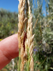 Festuca kingii