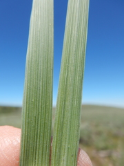 Festuca kingii
