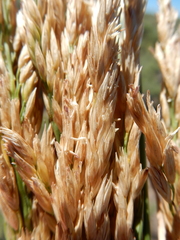 Festuca kingii