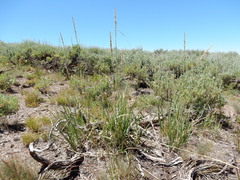 Festuca kingii