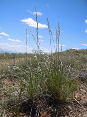 Festuca kingii