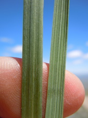 Festuca kingii