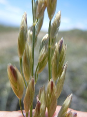 Festuca kingii
