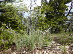 Festuca kingii