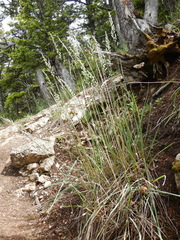 Festuca kingii