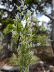 Festuca kingii