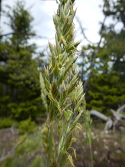 Festuca kingii