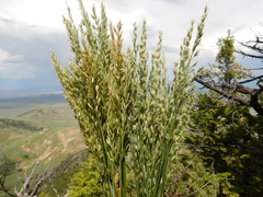 Festuca kingii