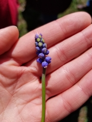 Muscari neglectum
