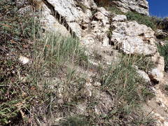 Festuca kingii