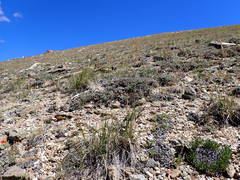 Festuca kingii