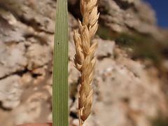 Festuca kingii