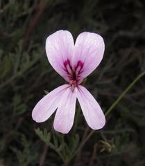 Pelargonium laevigatum diversifolium
