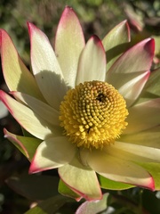 Leucadendron discolor × gandogeri