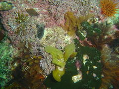 Sargassum incisifolium