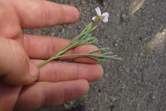 Pelargonium laevigatum diversifolium