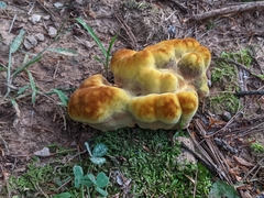 Phaeolus schweinitzii