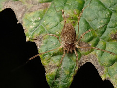 Oligolophus