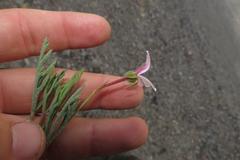 Pelargonium laevigatum diversifolium