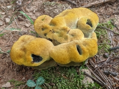 Phaeolus schweinitzii